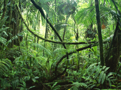 Rainforest Clipart HD Wallpaper, Background Images
