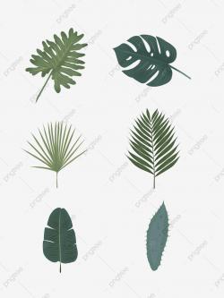 Tropical Rainforest Plant Biology, Plant Clipart, Biology ...