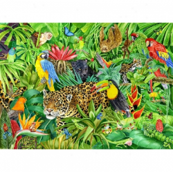 Best Rainforest Clipart #14808 - Clipartion.com