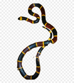 Sonoran Coral Snake Clipart (#737775) - PinClipart