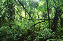 thick jungle vines - Google Search | tiki bar | What is a ...