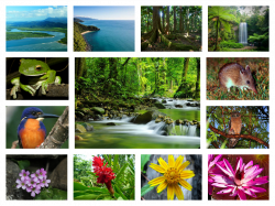 flora and fauna rainforest collages images - Buscar con Google ...