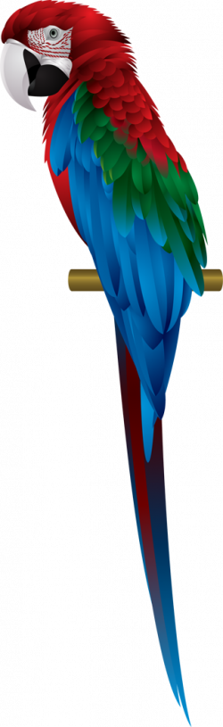 Scarlet-Macaw.png (322×1050) | פורים | Pinterest | Bird