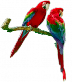 parrots parrotsrule parrotlover parrot bird...