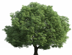 28+ Collection of Narra Tree Clipart | High quality, free cliparts ...