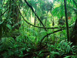 Free Rainforest Clipart brazilian rainforest, Download Free ...