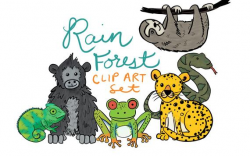 Hand Drawn Rainforest Animal clip art, animal clipart, rainforest animals,  teaching clip art, science clip art, commerical license, PNGs