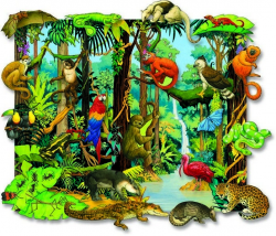 tropical rainforest animals pictures - Google Search ...