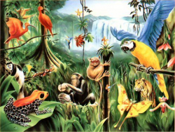 Animals In The Rainforest - Clip Art Library