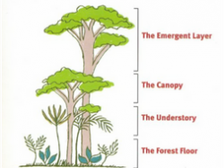 Rainforest characteristics, Layers of the rainforest