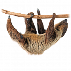 Sloth Png Image PNG Image | Animals - animales - animais | Pinterest ...
