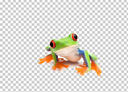 Red-eyed Tree Frog Amphibian Rainforest PNG, Clipart ...