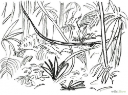 Rainforest Drawing Easy at PaintingValley.com | Explore ...
