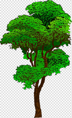 Tropical rainforest Tree , tree transparent background PNG ...
