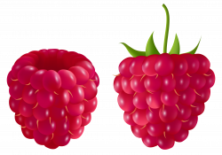 Transparent Raspberry PNG Clipart Picture | Gallery Yopriceville ...