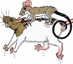Inter-species interactions of the ship rat