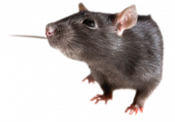 Cute Rat PNG Transparent Cute Rat.PNG Images. | PlusPNG