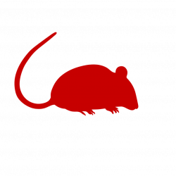 St. Augustine, FL Snake Removal & Control