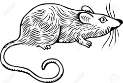 Scary Rat Drawing | Free download best Scary Rat Drawing on ...