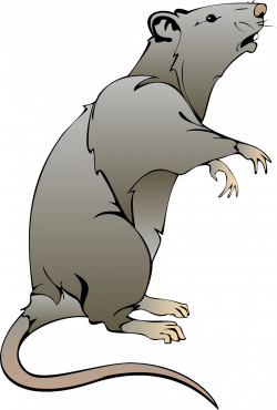 Mouse Gray Rat Tail Teeth PNG Image - Picpng