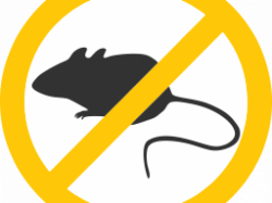 Resources – The Urban Rat Project