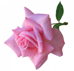 Index of /users/tbalze/flower/Roses/Png