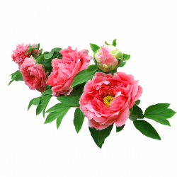 Moutan peony Garden roses Flower - Peony real bonus 1200*1200 ...