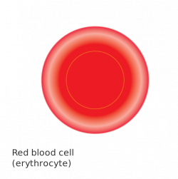 File:Diagram of a red blood cell CRUK 467.svg - Wikimedia Commons