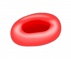 File:Red-blood-cell illust.svg - Wikimedia Commons