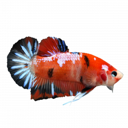 Live Betta Fish for Sale | Siamese Fighter Fish Types | GoBetta