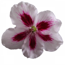 Flower Geranium Pink No Back | Free Images at Clker.com - vector ...