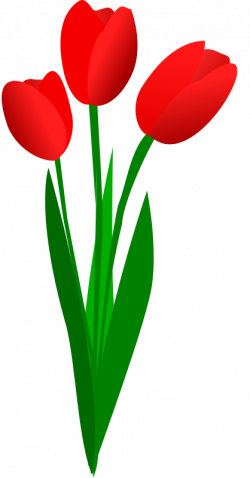 Tulip Clipart transparent background - Free Clipart on ...