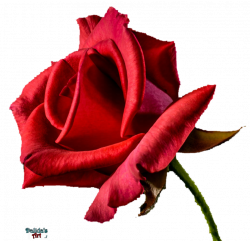 Flower - Red Rose PNG by makiskan on DeviantArt