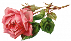 Pink rose | printies: mini roses & romance | Pinterest | Pink roses ...
