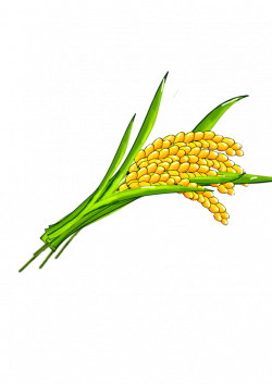 Rice Clip art - rice 724*1024 transprent Png Free Download - Grass ...