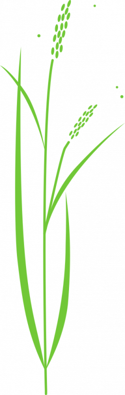 OnlineLabels Clip Art - Rice Plant