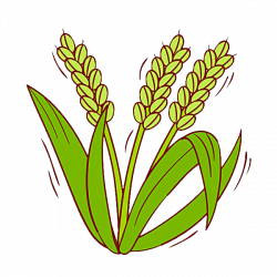 Oryza sativa Rice Cereal Clip art - Rice 600*600 transprent Png Free ...