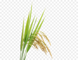 Family Cartoon clipart - Rice, Grass, Plant, transparent ...