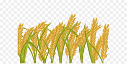 Paddy Crop Png & Free Paddy Crop.png Transparent Images ...