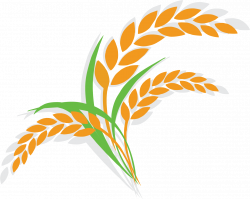 Oat Wheat Shutterstock Illustration - Cartoon rice Icon 1447*1152 ...