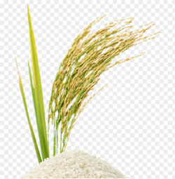 rice stalk png - rice PNG image with transparent background ...