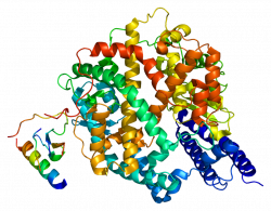 Angiotensin-converting enzyme 2 - Wikipedia