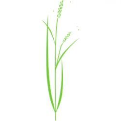 Rice plant clipart, cliparts of Rice plant free download ...