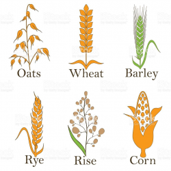 Cereals vector icons. rice, wheat, corn, oats rye and barley ...