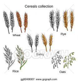 Vector Stock - Set of cereals. barley, rye, oats, rice and ...
