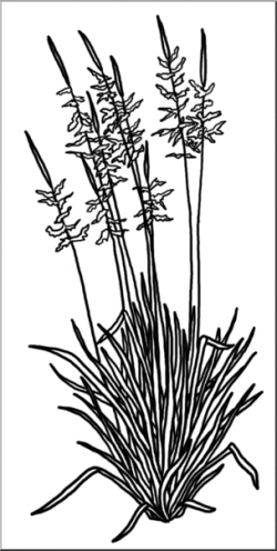 Clip Art: Plants: Wild Rice B&W I abcteach.com | abcteach