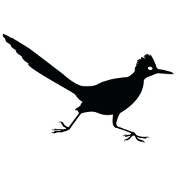 Roadrunner Bird Clipart | Free download best Roadrunner Bird ...