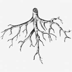 Free Tree With Roots Clipart Black And White Cliparts ...