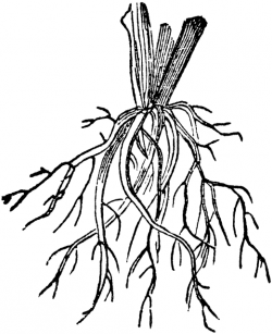 Fibrous Root | 352_02_imagery | Clip art, Parts of a plant ...