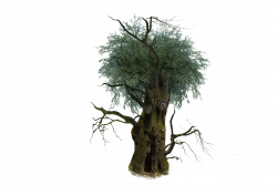 Tree Oak Clip art - 3D Trees 3543*2500 transprent Png Free Download ...
